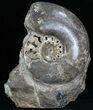 Polished Cretaceous Ammonite With Stone Base #35313-1